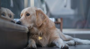 Bonus 2023, potrebbe arrivare anche per gli animali domestici