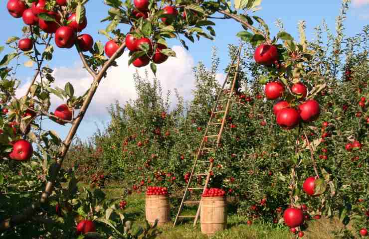 Agricoltura 100 mila posti disponibili