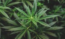 cannabis assemblea a scuola polizia