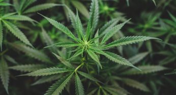 Cannabis e legalità, ad un’assemblea scolastica irrompe la Polizia